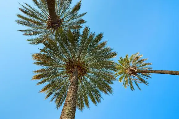 palm-trees-660445_1920