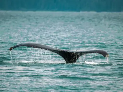 Fiji Wildlife – What to Expect to See on your Trip to Fiji