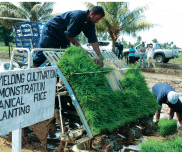 Rice Planting