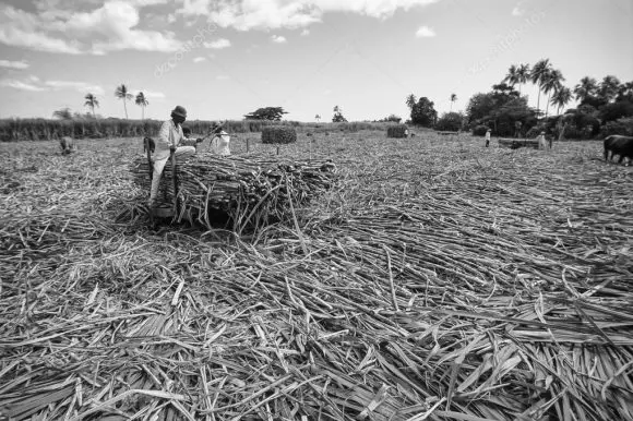 depositphotos_98734492-stock-photo-fiji-islands-viti-levu-isl