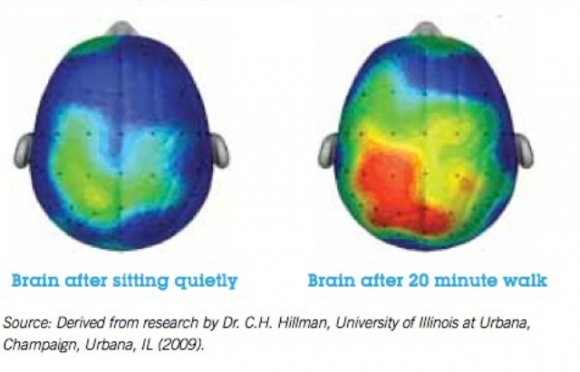 Brain after walk