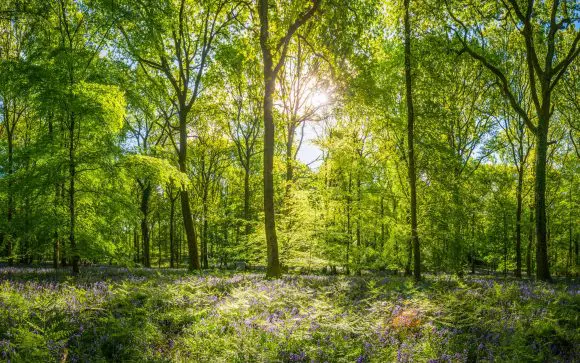 Forest-special-GettyImages-531552748