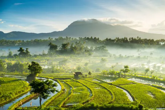 Bali nature scenery Rice fields, Bali, Indonesia