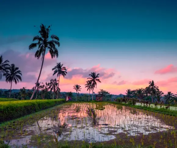 Bali nature Rice fields of Bali