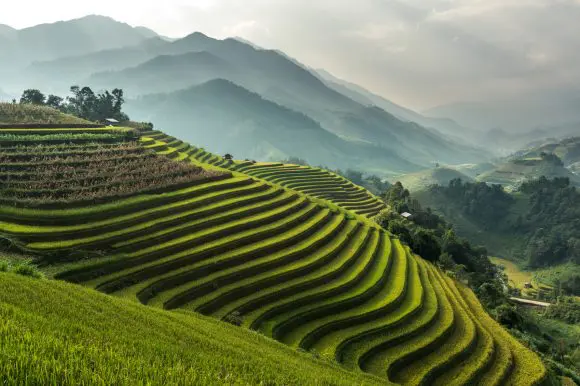 Bali rice fields nature