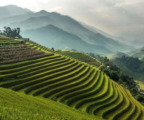 Bali rice fields nature