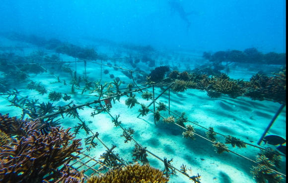 corals for conservation