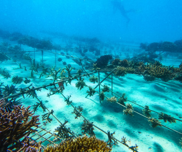 corals for conservation