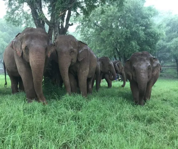 Thailand-Elephants